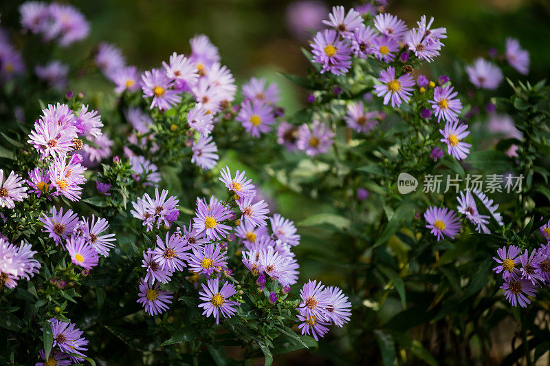 近近软紫色的菊花自然