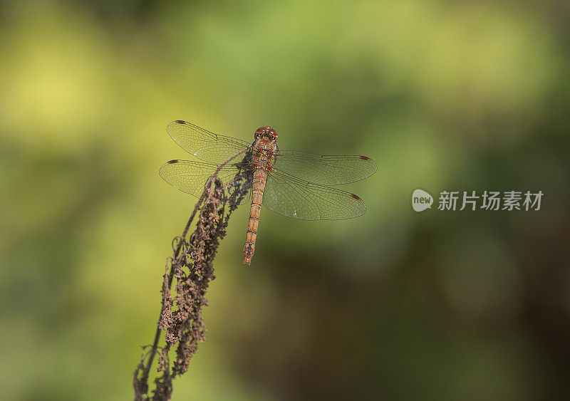 飞镖蜻蜓(黄纹蜻蜓)