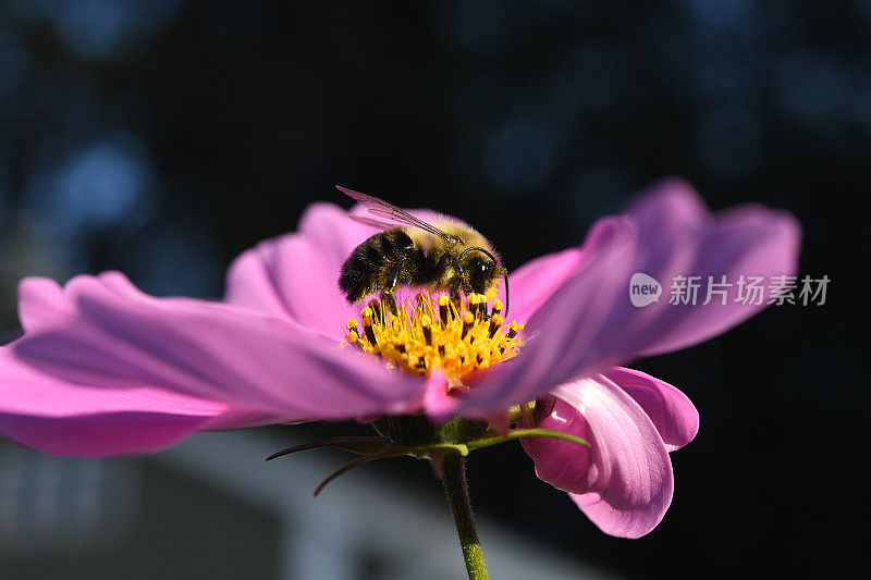 蜜蜂正在为宇宙花授粉