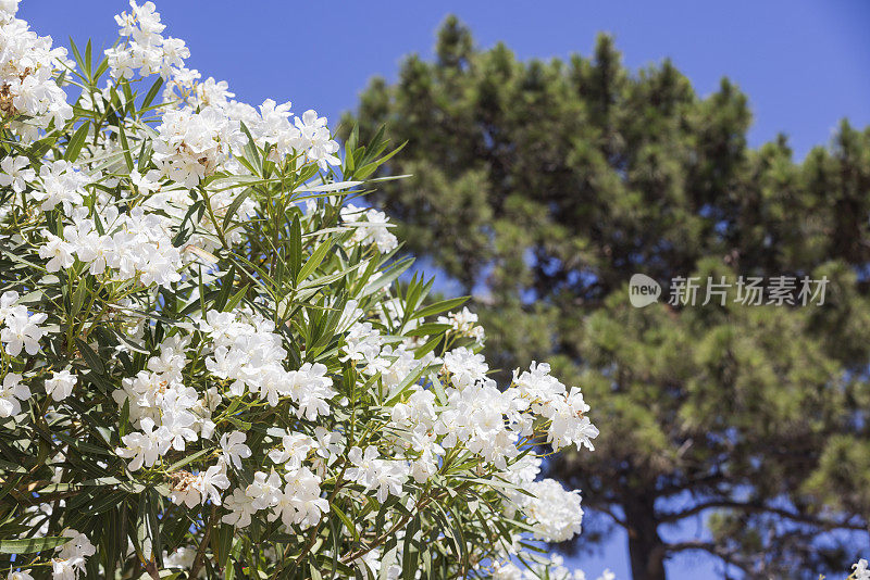 法国科西嘉岛上的花卉和植物