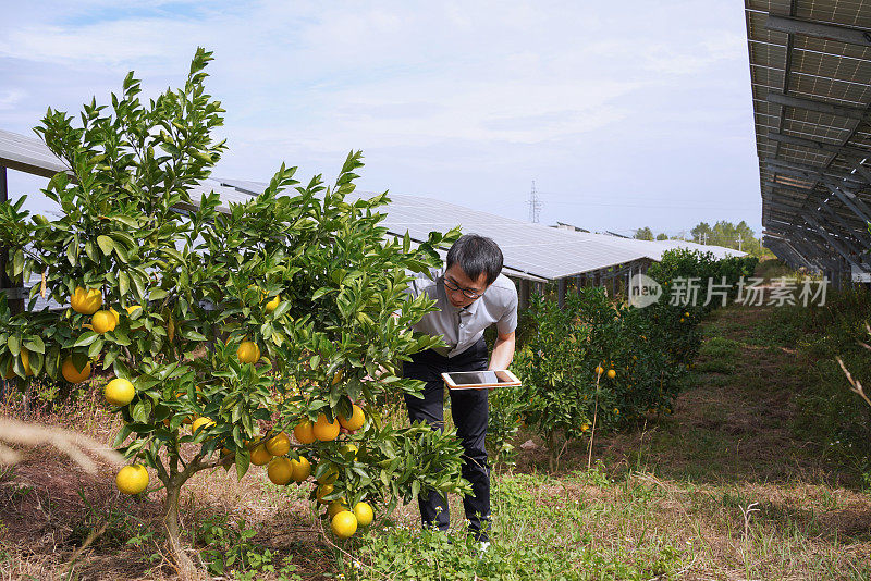 农业科学家在太阳能发电厂记录数据