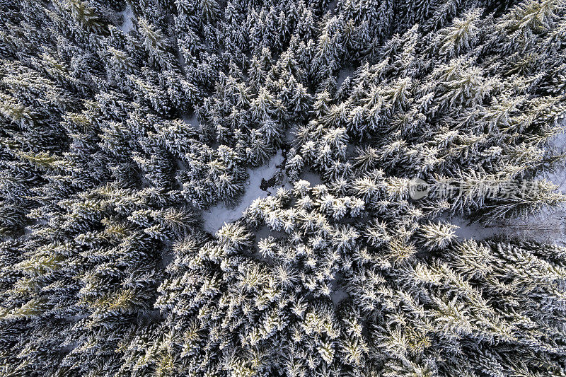 从上往下看广阔的雪林