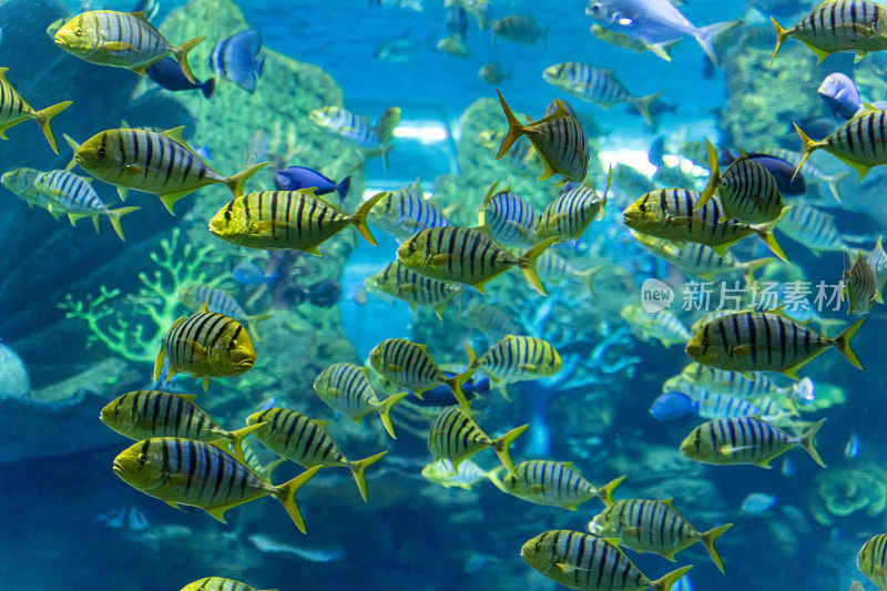 水族馆里的各种热带鱼