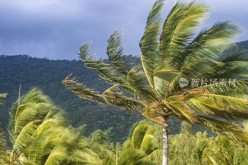 狂风在暴风雨中吹着棕榈树