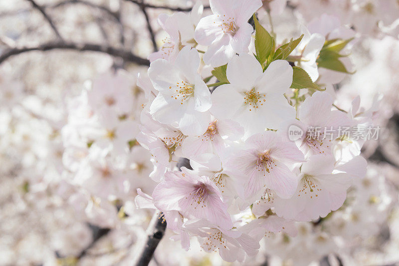 樱花