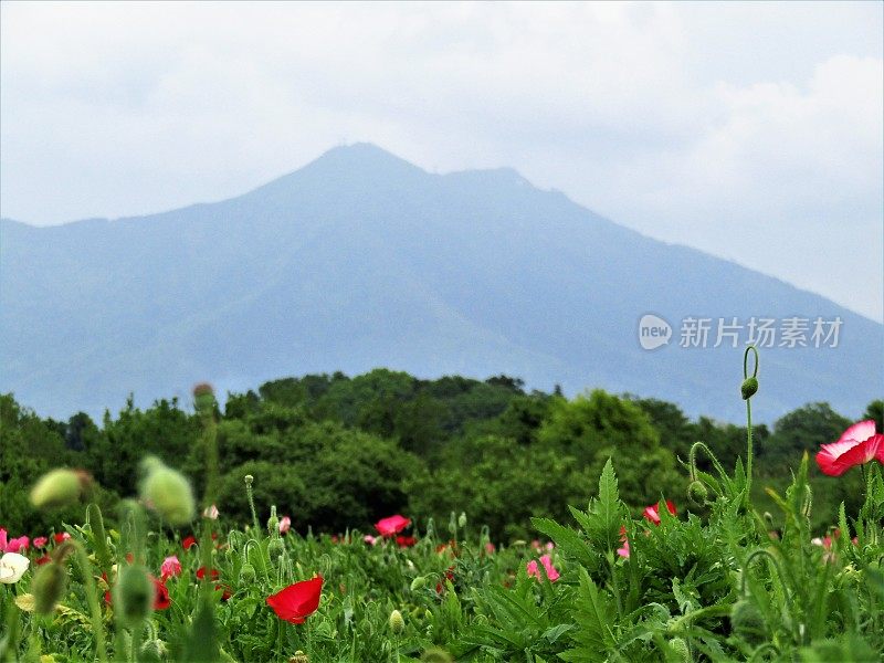 日本。五月筑波山脚下的罂粟田。