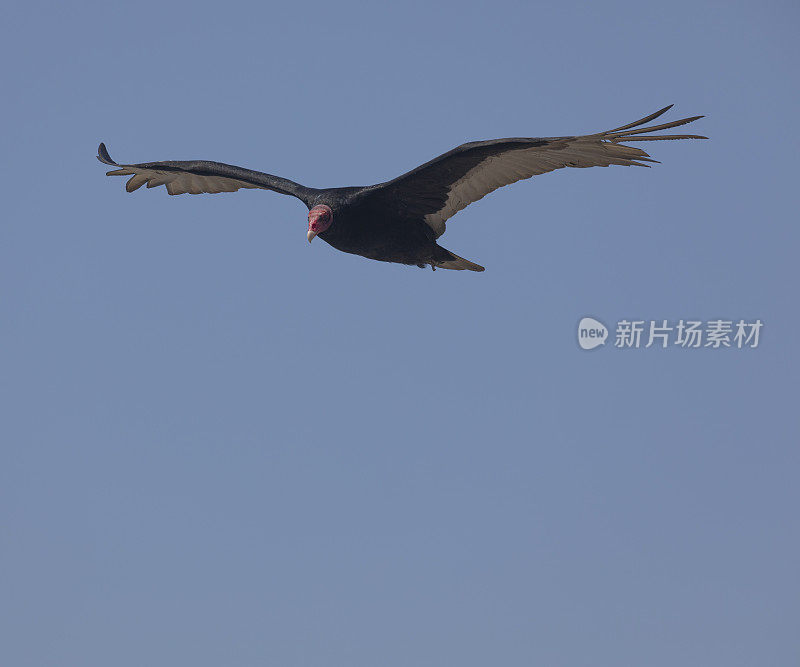 土耳其秃鹫，Cathartes光环，圆石岛，福克兰群岛