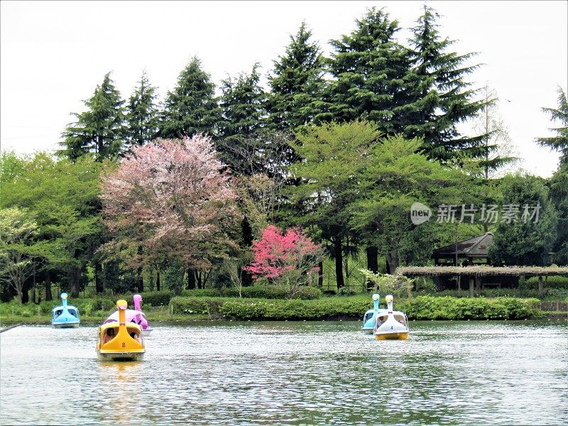 日本。4月。公园池塘边的游船。