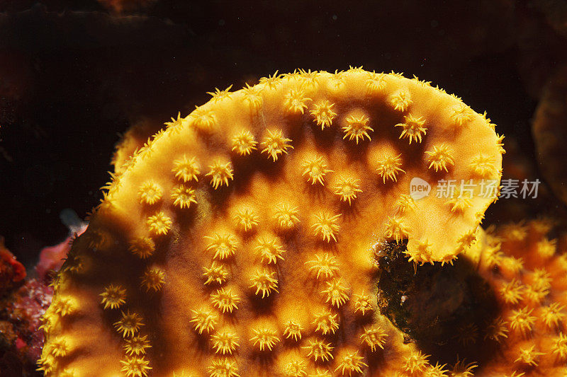 沙拉珊瑚。海洋生物特写。软珊瑚礁水下照片水肺潜水员观点红海