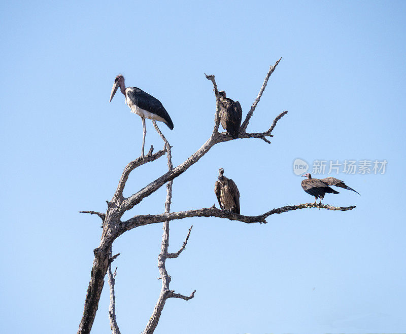 一只鹤和秃鹰坐在树上