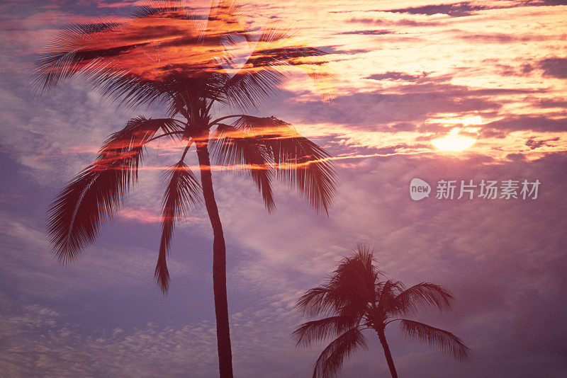 棕榈树和云与阳光的双重曝光图像