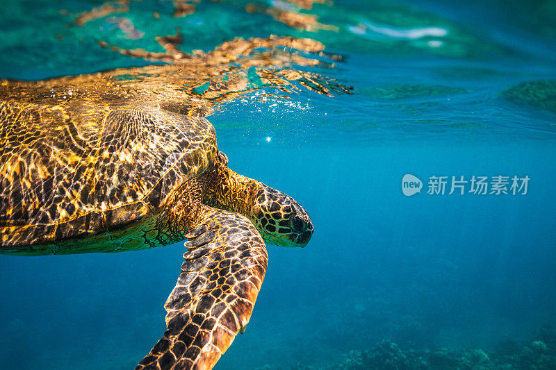 从水下观看的绿海龟在海洋表面游泳的特写