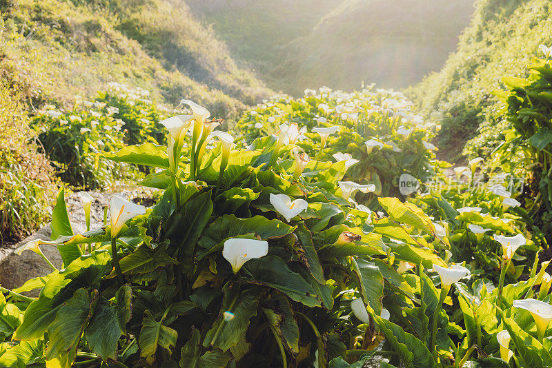 加州大苏尔海岸的卡拉花谷风景