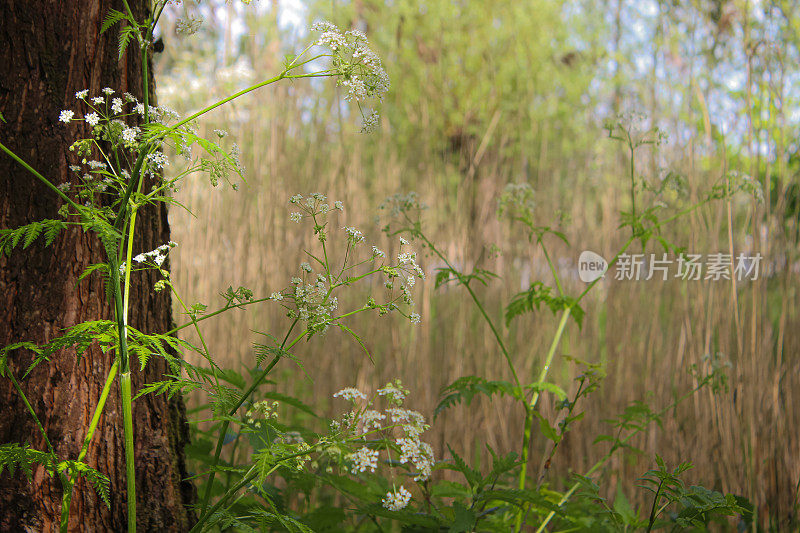 香菜植物