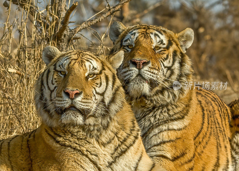 东北虎，或称阿穆尔虎，是虎亚种底格里斯虎的一个种群，原产于俄罗斯远东地区和中国东北部。哈尔滨,中国。