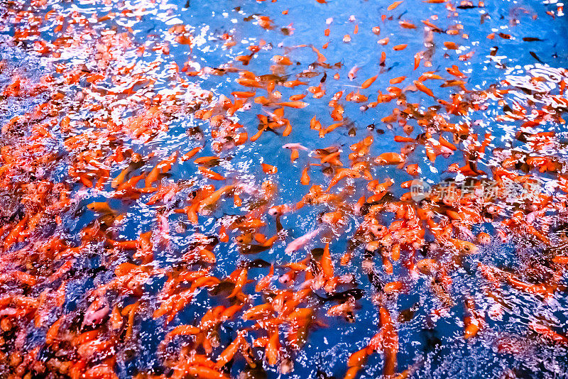 红鱼在蓝池