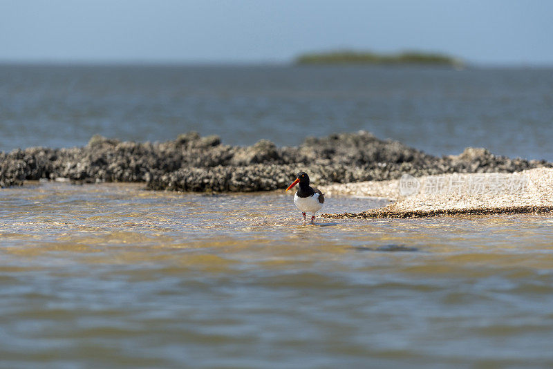 牡蛎床前的贝壳碎片沙洲，带着标记的牡蛎捕手涉水走向摄像机