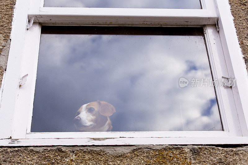 狗从关着的窗户往外看，石头房子。