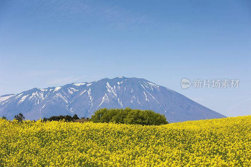 岩手山与明亮的黄色油菜花田的前景