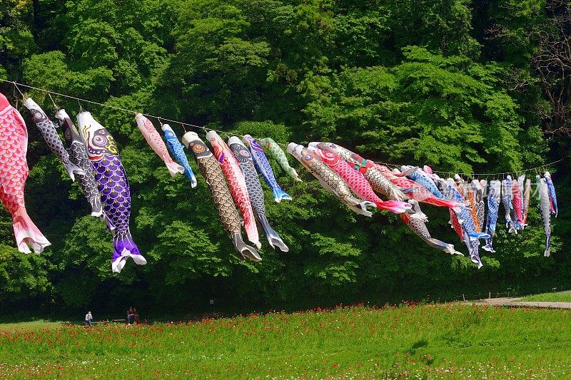 五颜六色的鲤鱼彩带在日本庆祝儿童节