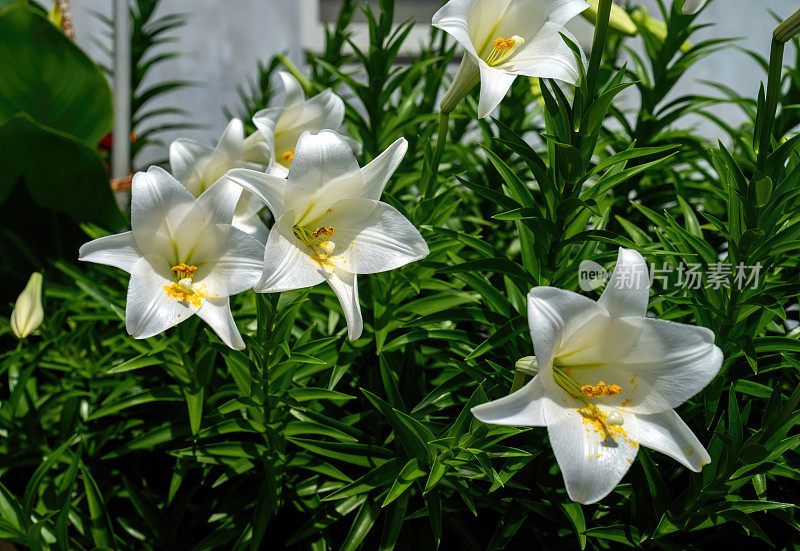 复活节百合