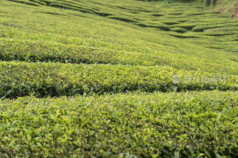 在亚速尔群岛的圣米格尔岛上的茶园。