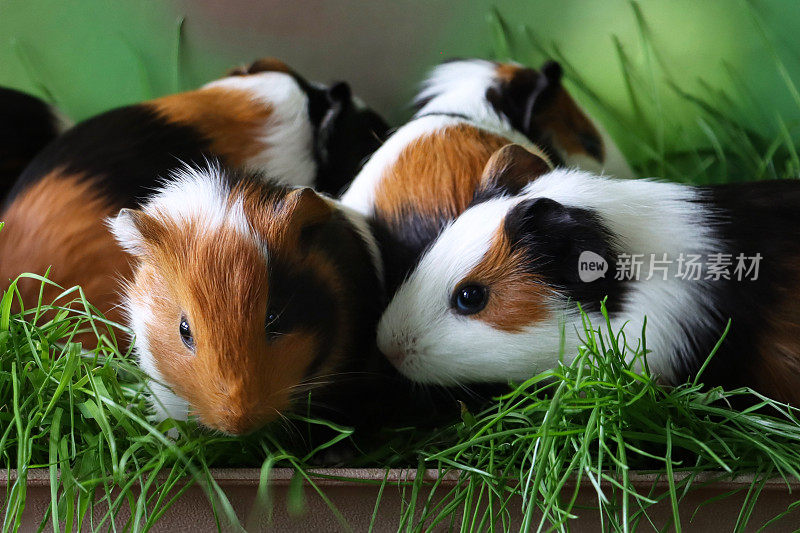 一组五只，母猪，美国三色豚鼠幼崽，幼崽，黑色，姜黄色和白色的豚鼠坐在灰色矩形托盘里，装满了割过的草，模糊的绿色背景，重点放在前景上