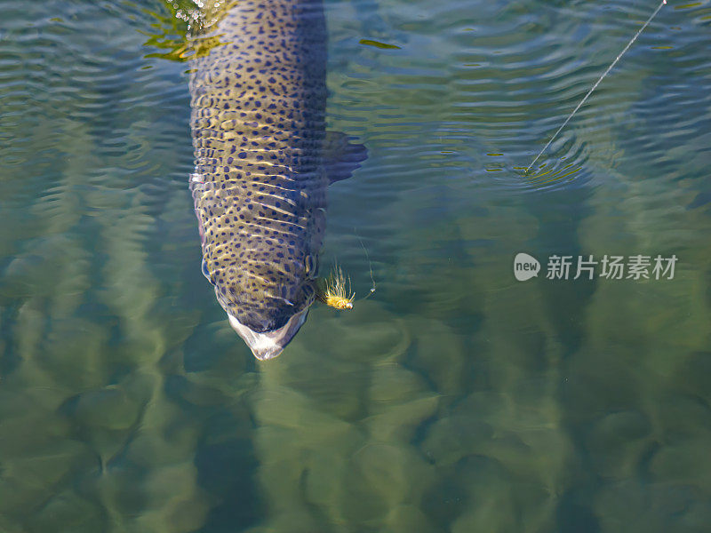 虹鳟鱼头特写游泳水下绿色背景