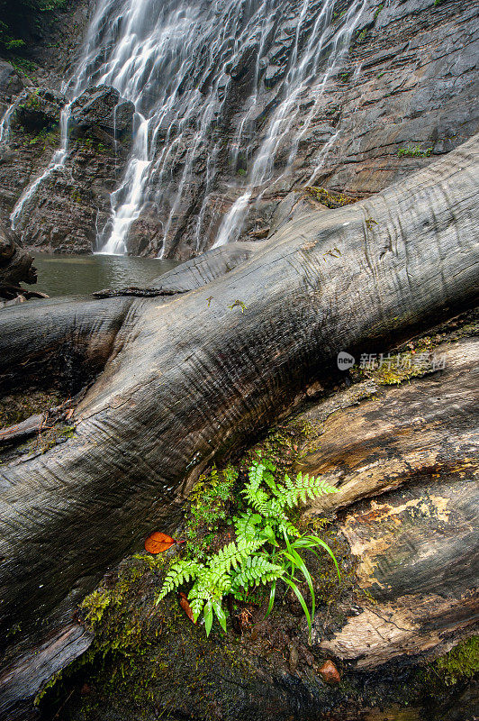门库纳瀑布边的枯树和蕨类植物