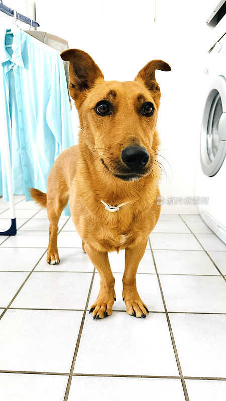 狗站在洗衣房里，看起来很伤心