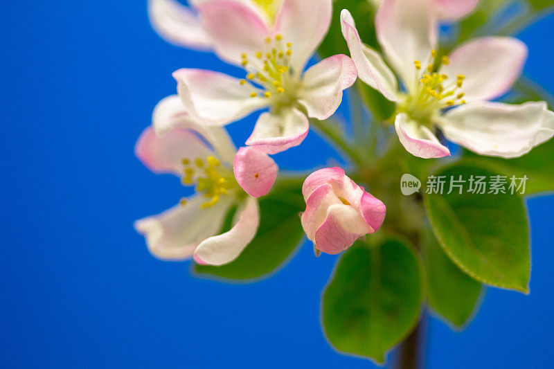 一棵苹果树的照片，白色的花朵盛开，生长在蓝色的背景上。海棠盛开的花。白色的小花，在蓝色的背景上生长和盛开。