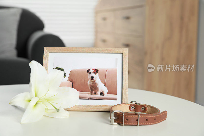 在室内白色的桌子上有狗、项圈和百合的照片。宠物葬礼