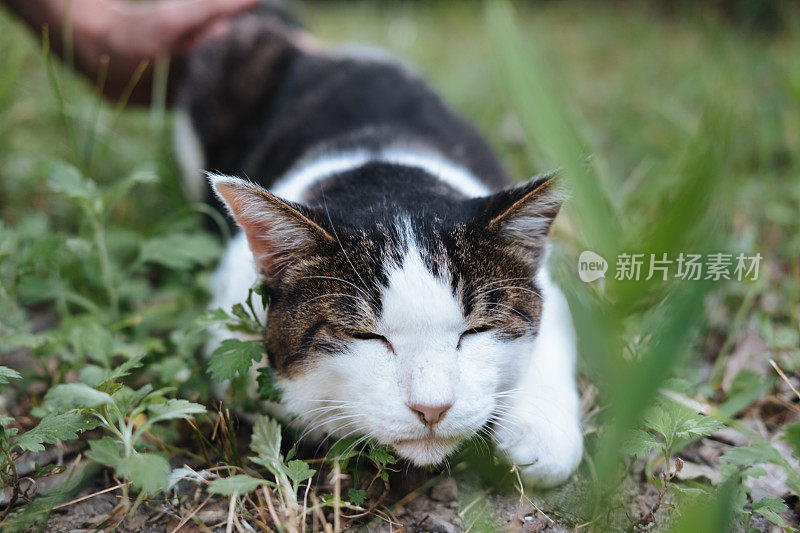 一只猫的形象，看起来很高兴被抚摸