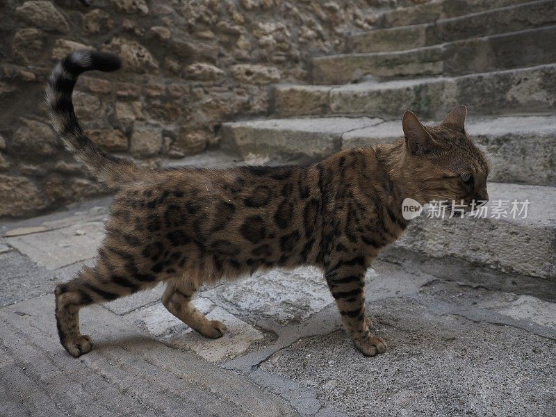 流浪猫在街上