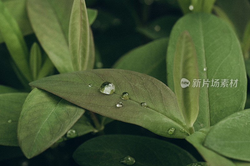 美丽的水滴雨后绿叶宏观