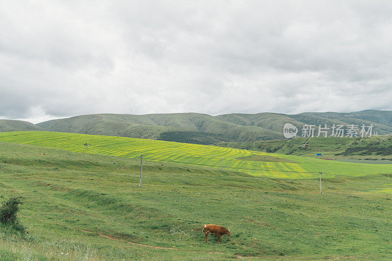 中国甘南的乡村风光