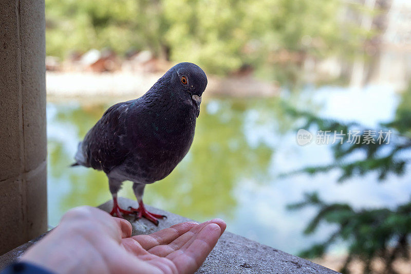 鸽子从你手里吃东西。保护和帮助野生动物。