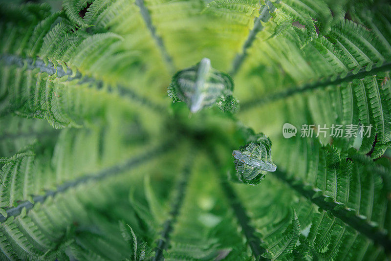 蕨类植物的叶子