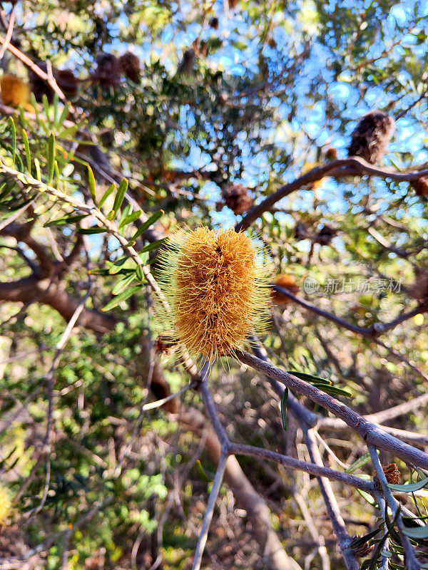 在塔斯马尼亚州的Freycinet国家公园，干Banksia花