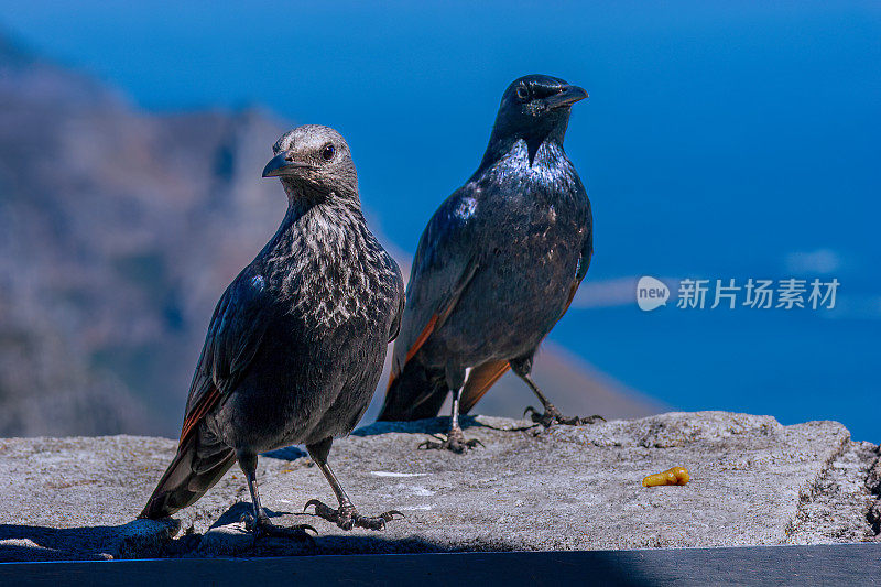 开普敦，南非——一对红翼椋鸟正在寻找残羹剩饭。