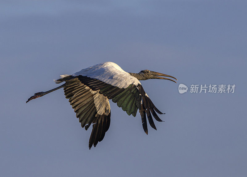 美洲木鹳飞菌