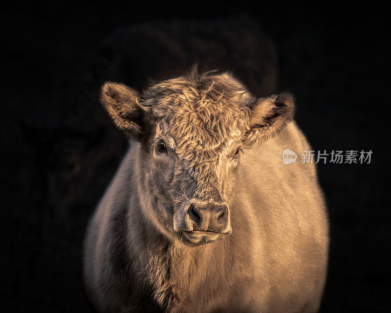 黑色背景的牛在日落近距离拍摄