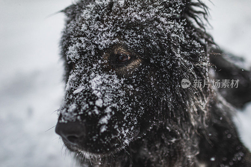 牧羊人躺在厚厚的雪地里