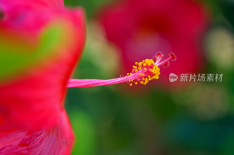 智利复活节岛蔚蓝多云的天空下，阳光下的粉红色芙蓉花