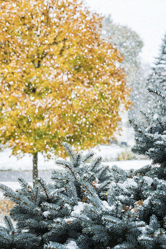 暴风雪中的常绿植物特写