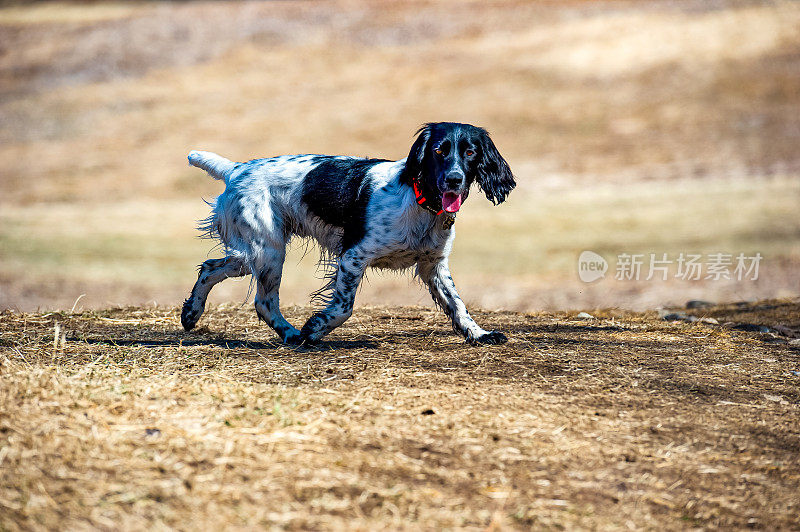 野外繁殖的英国可卡犬