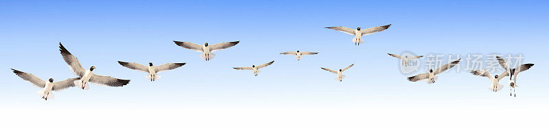 一群鸟在蓝天上飞翔