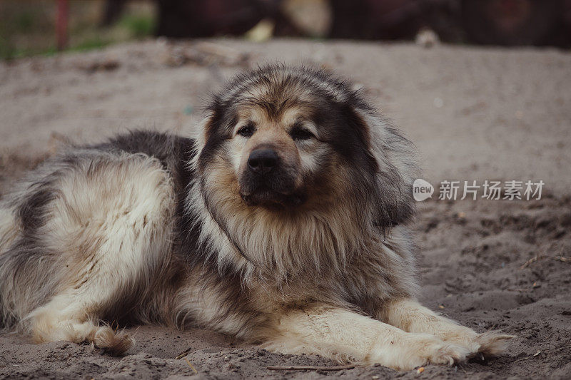 美丽的伊利安牧羊犬在户外