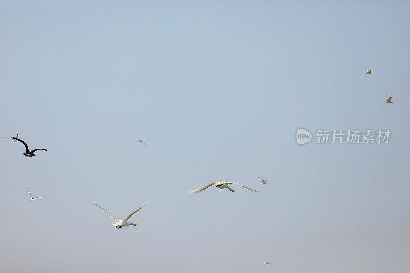 飞行中的天鹅、鹅和海鸥