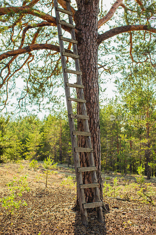 树上的木制楼梯。